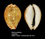 Naria ocellata (6)